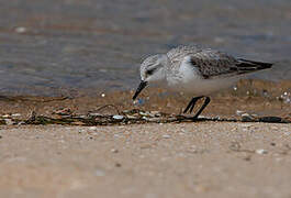 Sanderling