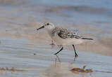 Bécasseau sanderling