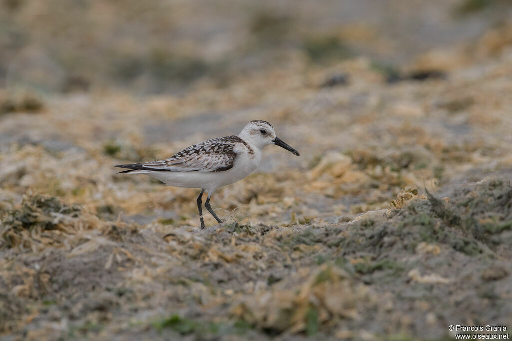 Bécasseau sanderling