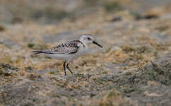 Bécasseau sanderling