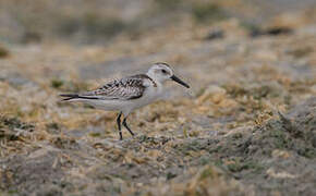 Bécasseau sanderling