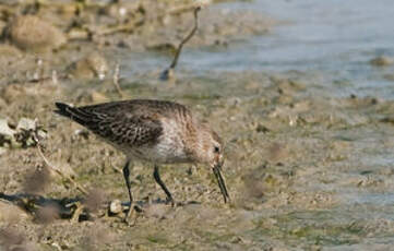 Bécasseau variable