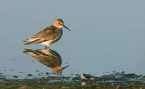 Dunlin