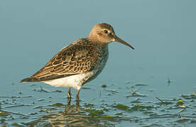 Dunlin