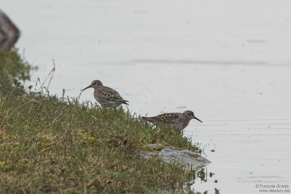 Purple Sandpiper