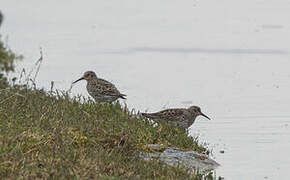 Purple Sandpiper