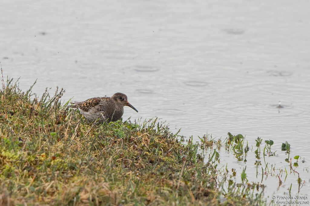 Purple Sandpiper