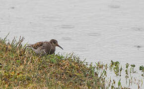 Purple Sandpiper