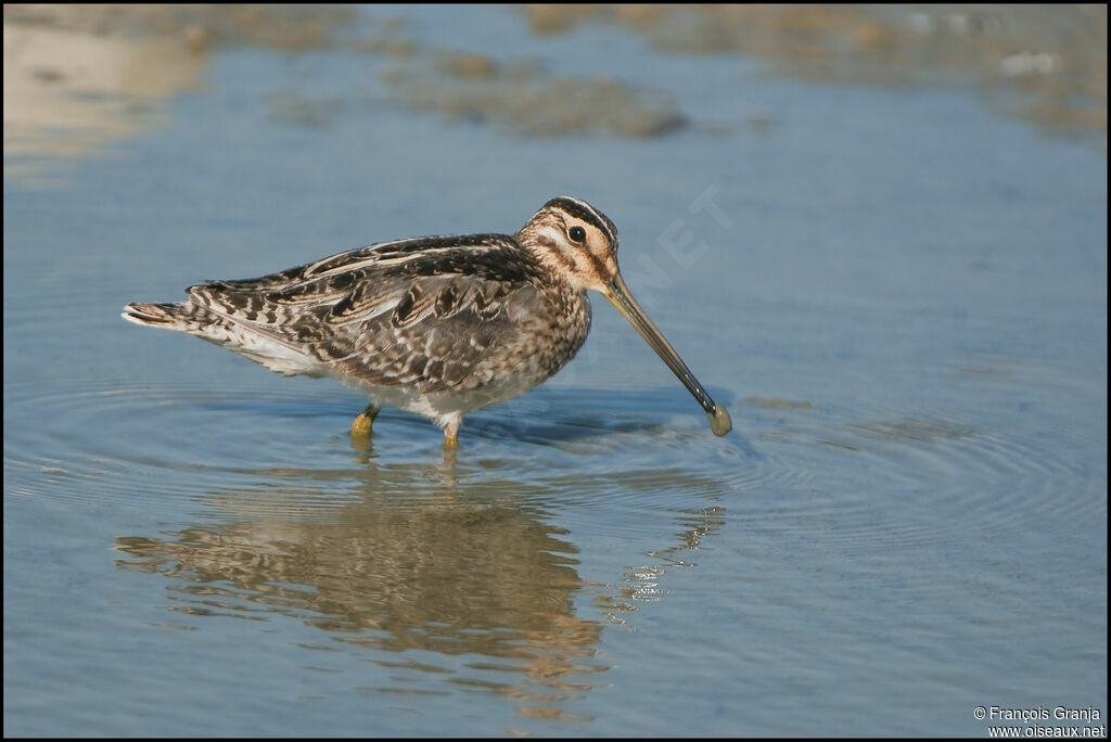 Common Snipeadult