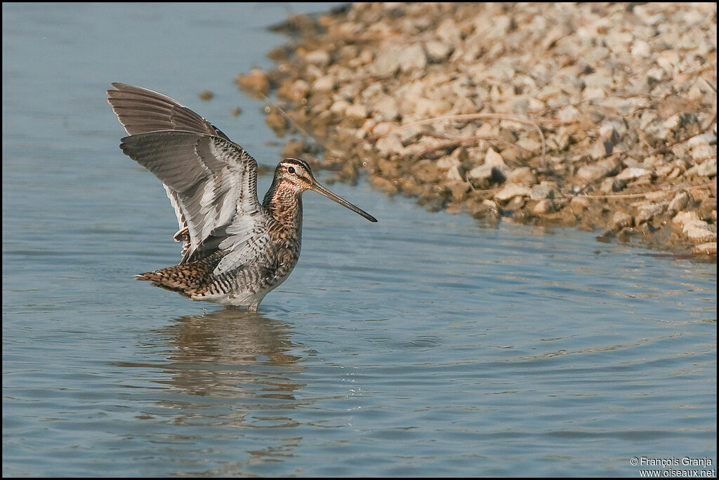 Common Snipeadult