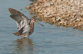 Common Snipe