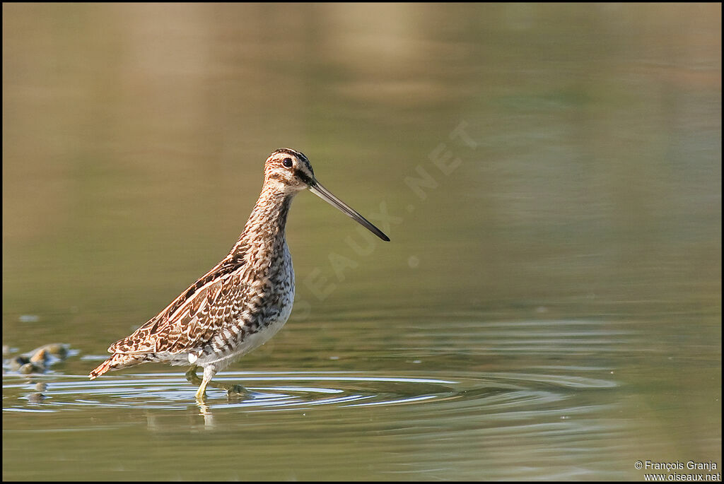 Common Snipeadult