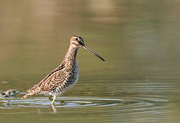 Common Snipe