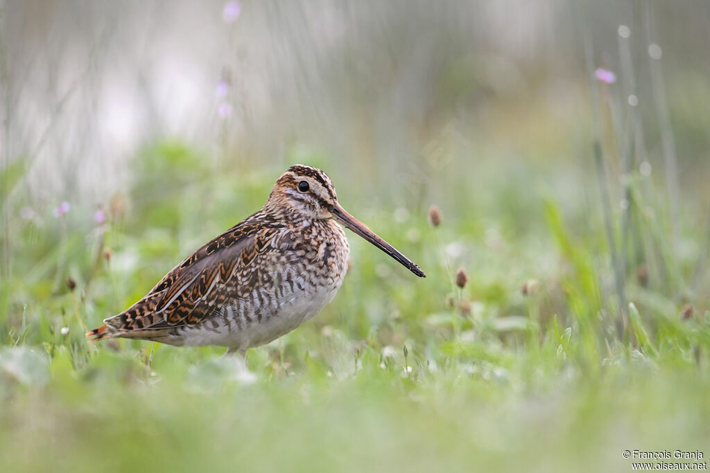 Common Snipe