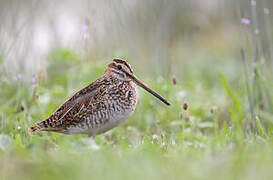 Common Snipe