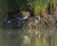 Jack Snipe