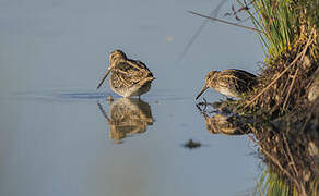 Jack Snipe