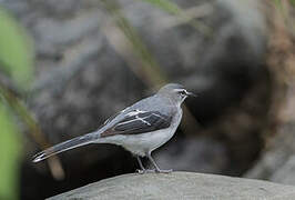 Mountain Wagtail