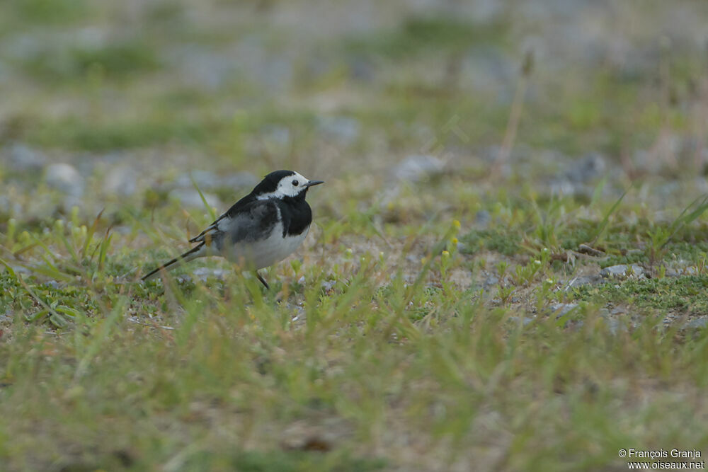 White Wagtail (yarrellii)adult