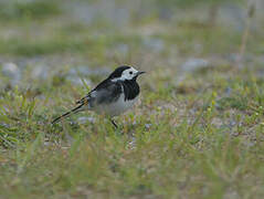 White Wagtail (yarrellii)