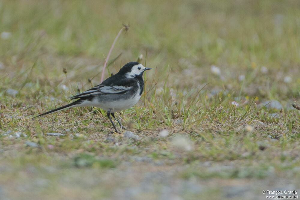 White Wagtail (yarrellii)adult