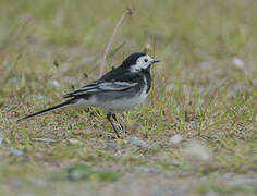 White Wagtail (yarrellii)