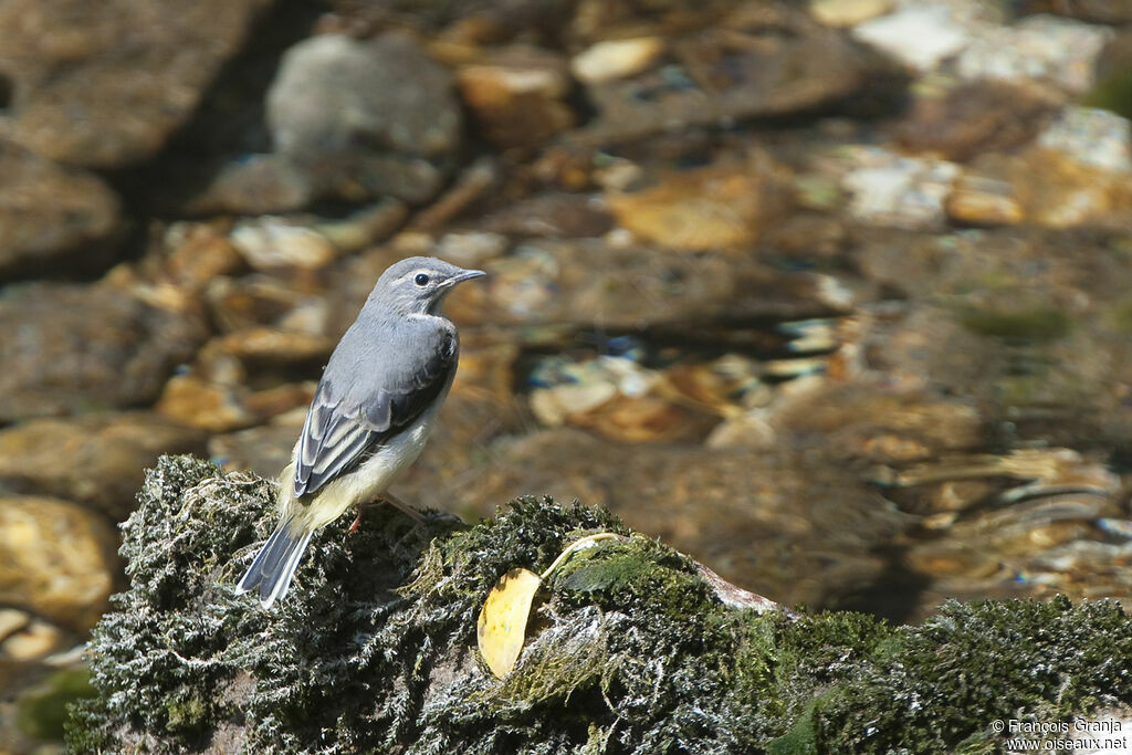 Grey Wagtailjuvenile