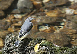 Grey Wagtail