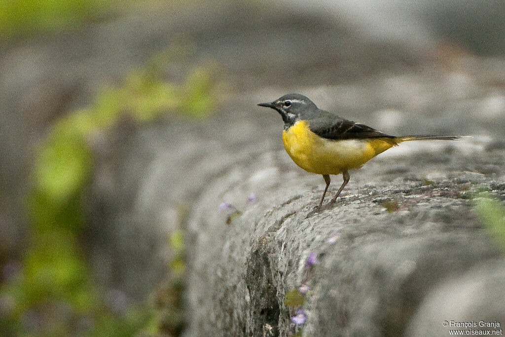 Grey Wagtailadult