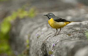 Grey Wagtail