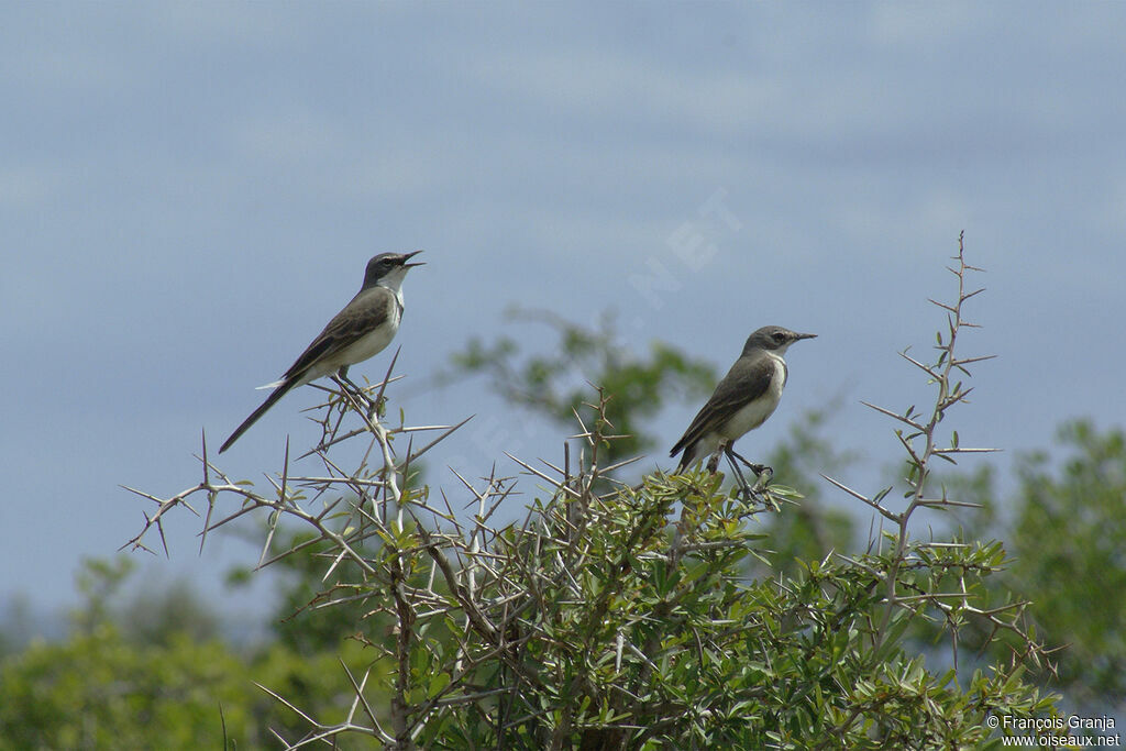 Cape Wagtail adult