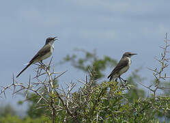 Cape Wagtail