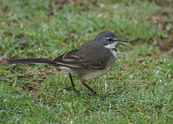 Cape Wagtail