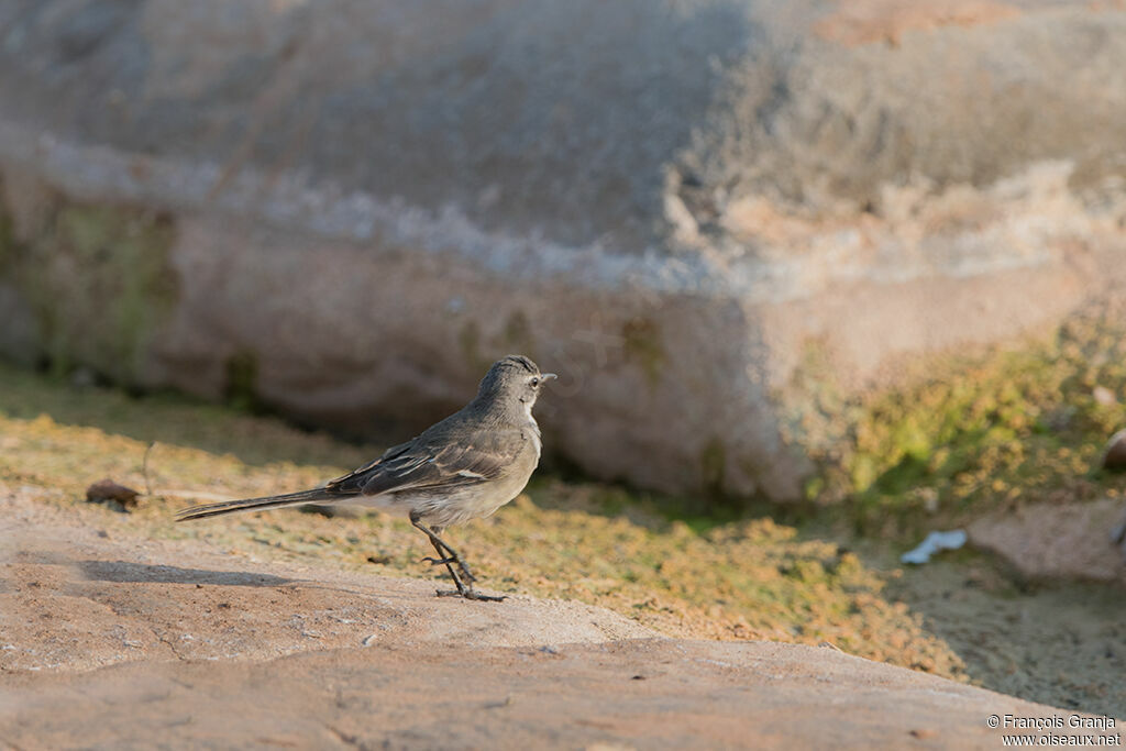 Cape Wagtail