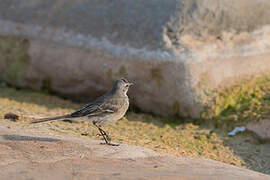 Cape Wagtail