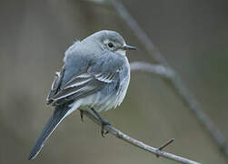 White Wagtail