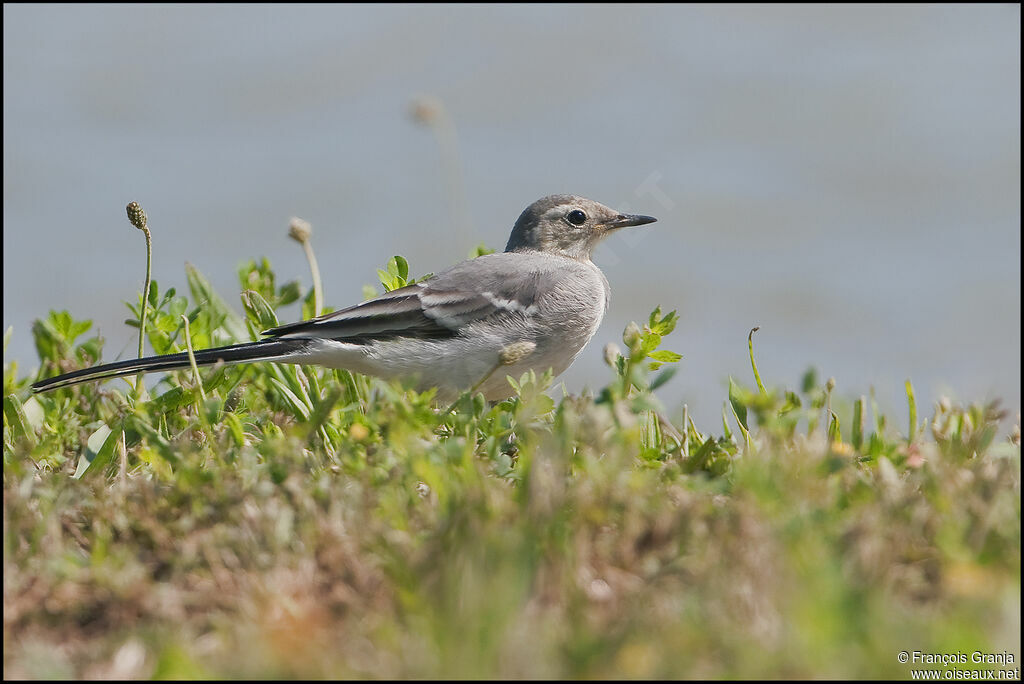 White Wagtailadult