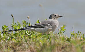 White Wagtail