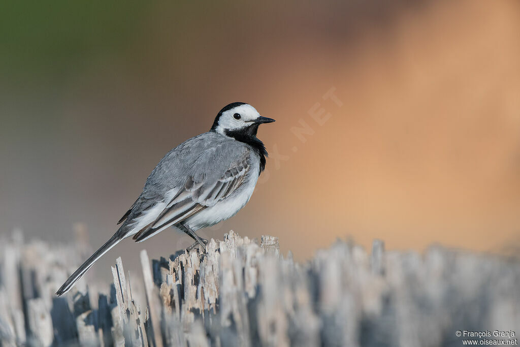 White Wagtail