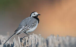 White Wagtail