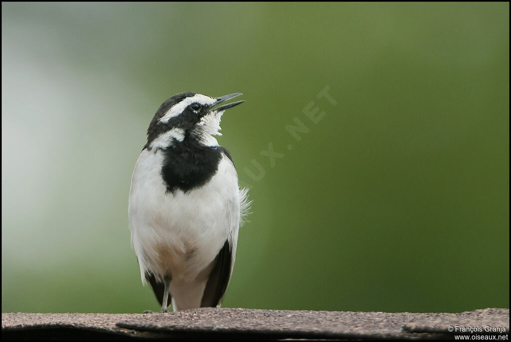 African Pied Wagtail