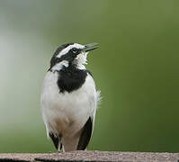 African Pied Wagtail