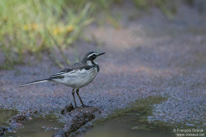 African Pied Wagtailadult