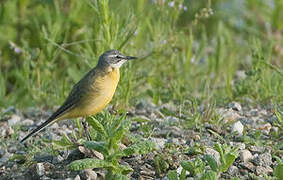 Western Yellow Wagtail