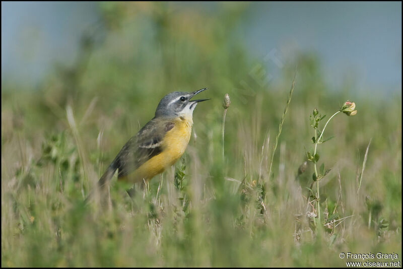 Western Yellow Wagtailadult, song
