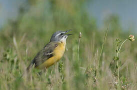 Western Yellow Wagtail