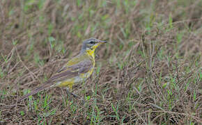 Western Yellow Wagtail