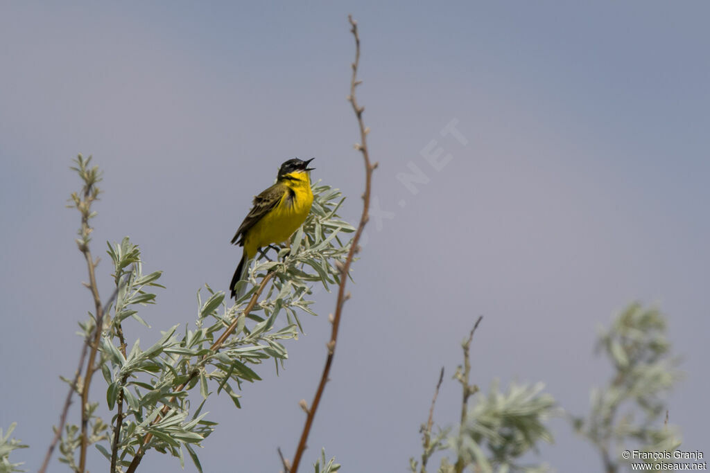 Western Yellow Wagtail male