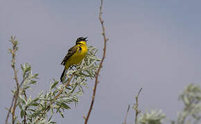 Western Yellow Wagtail