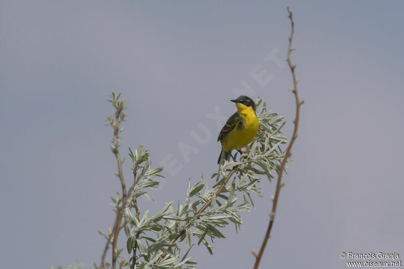 Western Yellow Wagtail male